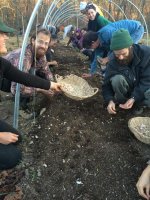 SOIL TO SOUL: Garlic Planting Party at Clove Valley Community Farm