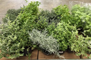 Photo for Soil to Soul, Herbal Circle: ‘Planning your Herb Garden’ with AnnMarie Tedeschi