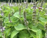 Soil to Soul, Herbal Circle: ‘Ethical Foraging’ with AnnMarie Tedeschi