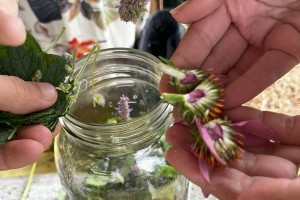 Photo for Soil to Soul: Connecting to Our Ancestral Wisdom with Herbal Medicine with Ashley Sapir Lathrop