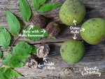 SOIL TO SOUL: Black walnuts for Food at Black Creek Farm with Erik Schellenberg