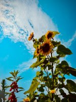 Soil to Soul: Nature Connection and Poetry as Liberatory Practice with Irena Namayra Nayfeld, Ph.D.