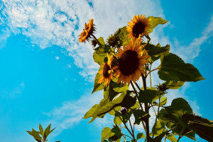 Photo for Soil to Soul: Nature Connection and Poetry as Liberatory Practice with Irena Namayra Nayfeld, Ph.D.