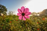 SOIL TO SOUL presents: Wild Flowers! ~ Harvesting and Arranging, August 26