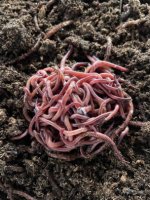 SOIL TO SOUL: Indoor Composting with Worms with Johanna Hoffman of Community Compost Company
