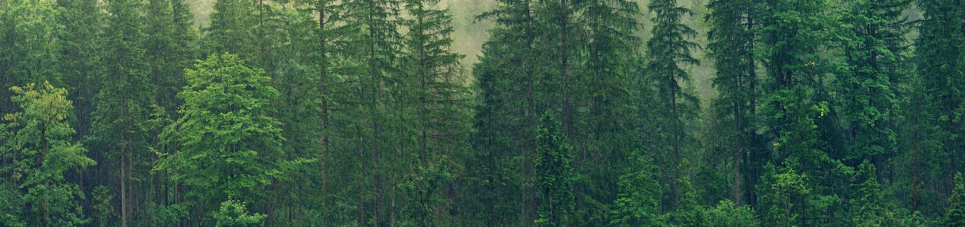 header photo