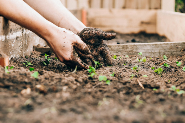hands in soil