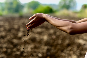 Photo for Feeding the Earth-Body: Fermentation and Soil Regeneration