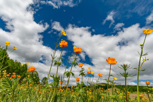 Photo for June 10 In Person Holistic Healthcare Day