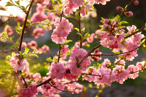 Photo for May 20 In Person Holistic Healthcare Day