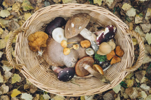 Photo for Foraging for Mushrooms in the Forest, with Yael Bernhard