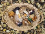Foraging for Mushrooms in the Forest, with Yael Bernhard